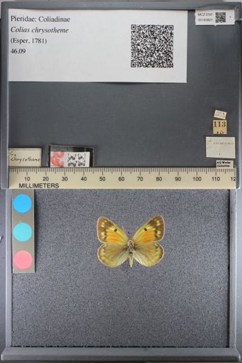 Media type: image;   Entomology 193821